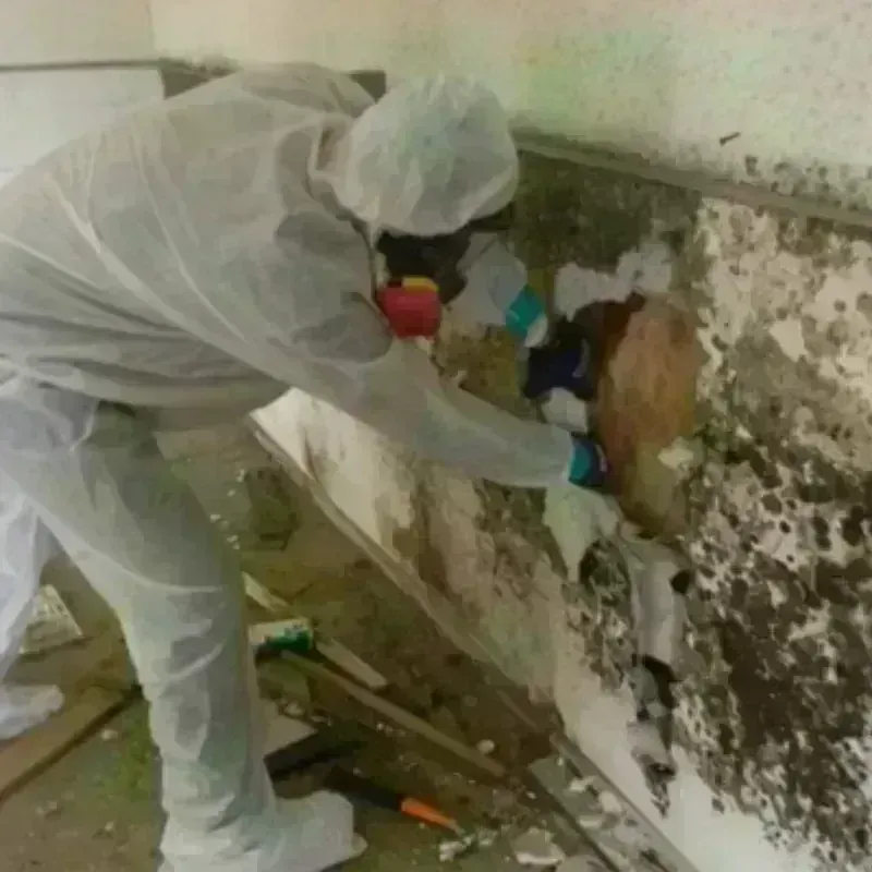 Mold Remediation and Removal in Yamhill County, OR